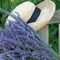 Lavender Flowers, Lavender Flower, English Lavender, Spanish lavender, French Lavender, Early Lavenders, Lavender Blooming Times, lavandula angustifolia, lavandula stoechas, lavandula x intermedia