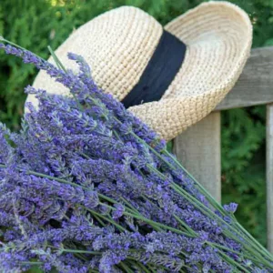 Lavender Flowers, Lavender Flower, English Lavender, Spanish lavender, French Lavender, Early Lavenders, Lavender Blooming Times, lavandula angustifolia, lavandula stoechas, lavandula x intermedia