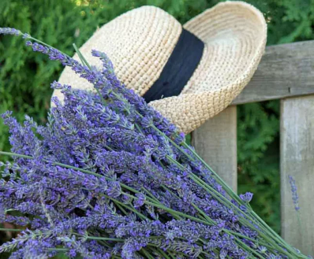 Lavender Flowers, Lavender Flower, English Lavender, Spanish lavender, French Lavender, Early Lavenders, Lavender Blooming Times, lavandula angustifolia, lavandula stoechas, lavandula x intermedia