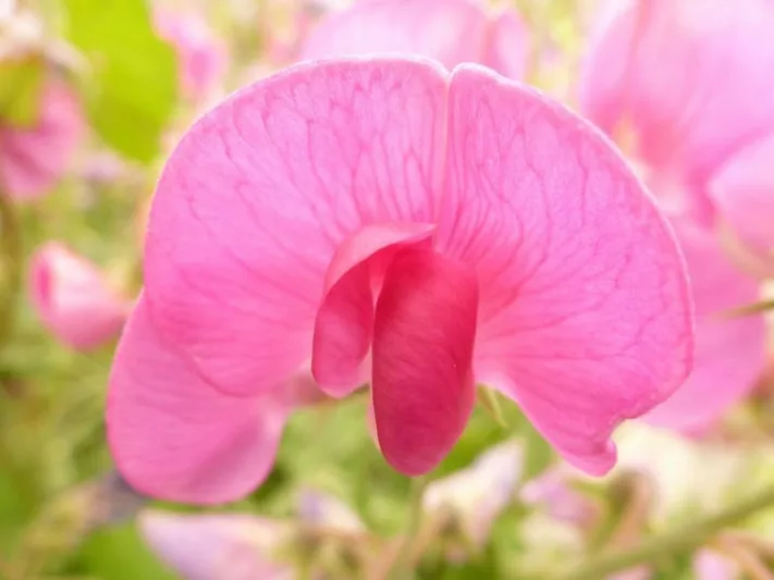 Lathyrus Latifolius,Perennial Sweet Pea, Broad-Leaved Everlasting Pea, Everlasting Pea, Hardy Sweet Pea,  Perennial Pea, Fragrant Flowers, Pink Flowers, Purple Flowers, Perennial flowers, Cut flowers, deer resistant flowers