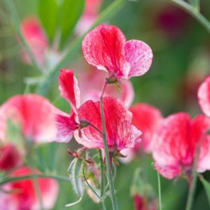 Lathyrus Odoratus 'America',Sweet Pea 'America', Fragrant Flowers, Red Flowers, Pink Flowers, Annuals, Annual plant, Cut flowers, deer resistant flowers