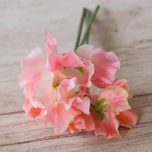 Lathyrus Odoratus 'Apricot Queen',Sweet Pea 'Apricot Queen', Fragrant Flowers, Apricot Flowers, Orange Flowers, Annuals, Annual plant, Cut flowers, deer resistant flowers