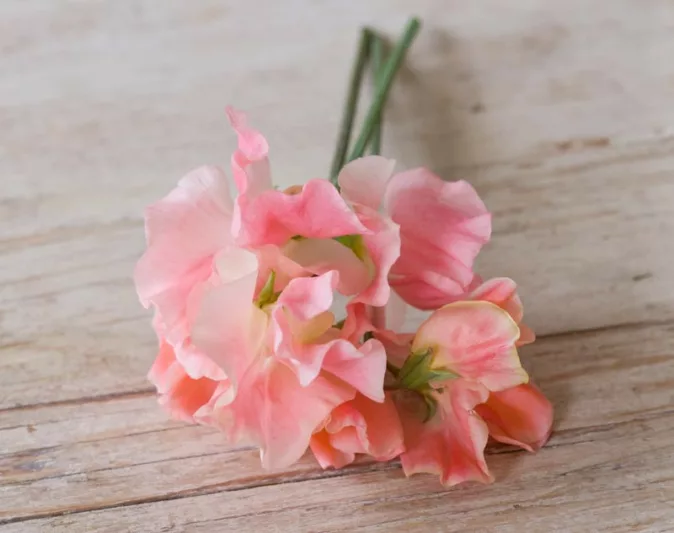 Lathyrus Odoratus 'Apricot Queen',Sweet Pea 'Apricot Queen', Fragrant Flowers, Apricot Flowers, Orange Flowers, Annuals, Annual plant, Cut flowers, deer resistant flowers