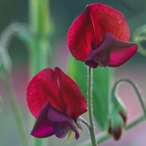 Lathyrus Odoratus 'Black Knight',Sweet Pea 'Black Knight', Fragrant Flowers, Dark Flowers, Maroon Flowers, Annuals, Annual plant, Cut flowers, deer resistant flowers