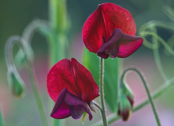 Lathyrus Odoratus 'Black Knight',Sweet Pea 'Black Knight', Fragrant Flowers, Dark Flowers, Maroon Flowers, Annuals, Annual plant, Cut flowers, deer resistant flowers