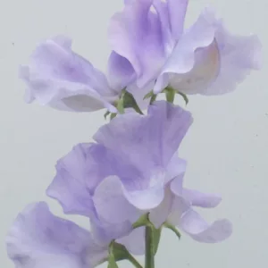 Lathyrus Odoratus 'Charlie's Angel',Sweet Pea 'Charlie's Angeln', Fragrant Flowers, Blue Flowers, Lavender Flowers, Annuals, Annual plant, Cut flowers, deer resistant flowers