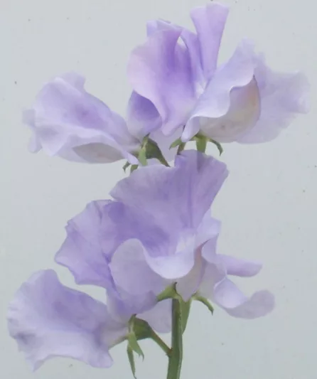 Lathyrus Odoratus 'Charlie's Angel',Sweet Pea 'Charlie's Angeln', Fragrant Flowers, Blue Flowers, Lavender Flowers, Annuals, Annual plant, Cut flowers, deer resistant flowers