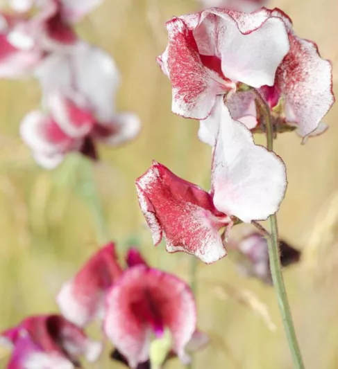 Lathyrus Odoratus 'Crimson Ripple',Sweet Pea 'Crimson Ripple', Bicolor Flowers, Fragrant Flowers, Red Flowers, White Flowers, Annuals, Annual plant, Cut flowers, deer resistant flowers