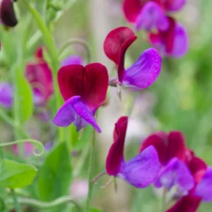 Lathyrus Odoratus 'Cupani',Sweet Pea 'Cupani', Bicolor Flowers, Fragrant Flowers, Red Flowers, Purple Flowers, Annuals, Annual plant, Cut flowers, deer resistant flowers