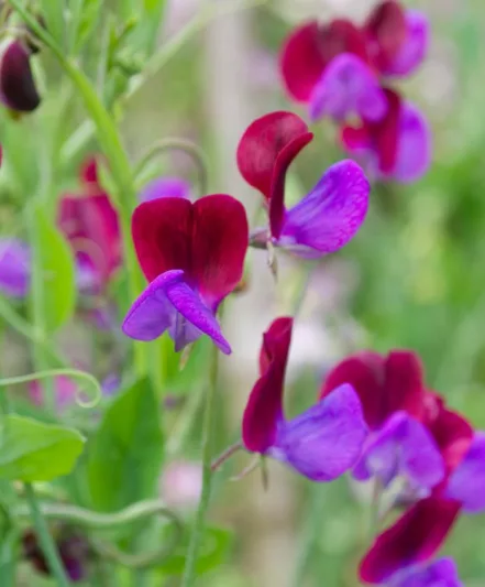 Lathyrus Odoratus 'Cupani',Sweet Pea 'Cupani', Bicolor Flowers, Fragrant Flowers, Red Flowers, Purple Flowers, Annuals, Annual plant, Cut flowers, deer resistant flowers