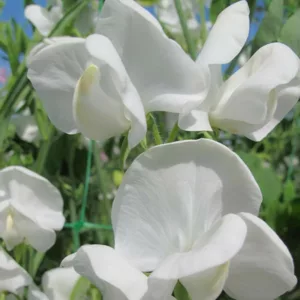 Lathyrus Odoratus 'Dorothy Eckford',Sweet Pea 'Dorothy Eckford', Fragrant Flowers, White Flowers, Annuals, Annual plant, Cut flowers, deer resistant flowers