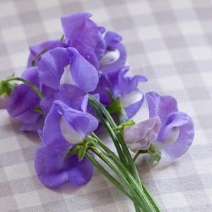Lathyrus Odoratus 'Flora Norton',Sweet Pea 'Flora Norton', Fragrant Flowers, Blue Flowers, Lavander Flowers, Annuals, Annual plant, Cut flowers, deer resistant flowers