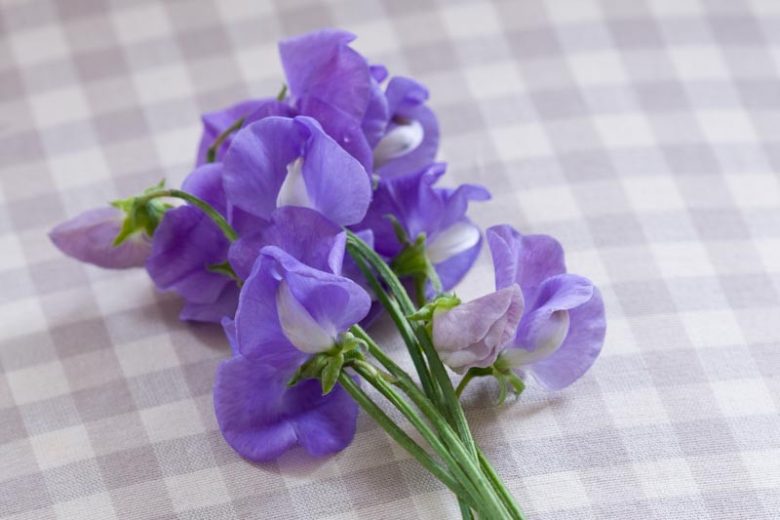 Lathyrus Odoratus 'Flora Norton',Sweet Pea 'Flora Norton', Fragrant Flowers, Blue Flowers, Lavander Flowers, Annuals, Annual plant, Cut flowers, deer resistant flowers