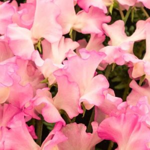 Lathyrus Odoratus 'Gwendoline',Sweet Pea 'Gwendoline', Fragrant Flowers, Pink Flowers, White Flowers, Annuals, Annual plant, Cut flowers, deer resistant flowers