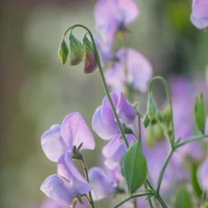 Lathyrus Odoratus 'Lady Grisel Hamilton',Sweet Pea 'Lady Grisel Hamilton', Fragrant Flowers, Blue Flowers, Lavander Flowers, Annuals, Annual plant, Cut flowers, deer resistant flowers