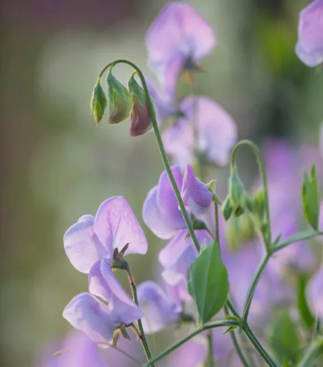 Lathyrus Odoratus 'Lady Grisel Hamilton',Sweet Pea 'Lady Grisel Hamilton', Fragrant Flowers, Blue Flowers, Lavander Flowers, Annuals, Annual plant, Cut flowers, deer resistant flowers