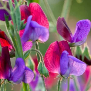 Lathyrus Odoratus 'Matucana',Sweet Pea 'Matucana', Bicolor Flowers, Fragrant Flowers, Red Flowers, Purple Flowers, Annuals, Annual plant, Cut flowers, deer resistant flowers