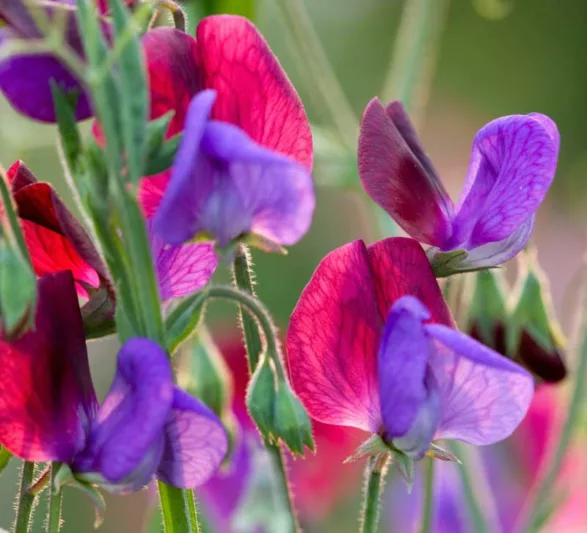 Lathyrus Odoratus 'Matucana',Sweet Pea 'Matucana', Bicolor Flowers, Fragrant Flowers, Red Flowers, Purple Flowers, Annuals, Annual plant, Cut flowers, deer resistant flowers