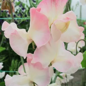 Lathyrus Odoratus 'Mollie Rilstone',Sweet Pea 'Mollie Rilstone', Fragrant Flowers, Pink Flowers, White Flowers, Annuals, Annual plant, Cut flowers, deer resistant flowers