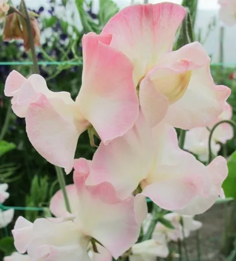 Lathyrus Odoratus 'Mollie Rilstone',Sweet Pea 'Mollie Rilstone', Fragrant Flowers, Pink Flowers, White Flowers, Annuals, Annual plant, Cut flowers, deer resistant flowers