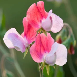 Lathyrus Odoratus 'Painted Lady',Sweet Pea 'Painted Lady', Fragrant Flowers, Pink Flowers, White Flowers, Annuals, Annual plant, Cut flowers, deer resistant flowers