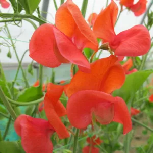 Lathyrus Odoratus 'Prince of Orange',Sweet Pea 'Prince of Orange', Fragrant Flowers, Orange Flowers, Annuals, Annual plant, Cut flowers, deer resistant flowers