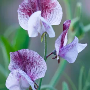 Lathyrus Odoratus 'Senator',Sweet Pea 'Senator', Fragrant Flowers, Purple Flowers, Maroon Flowers, Annuals, Annual plant, Cut flowers, deer resistant flowers
