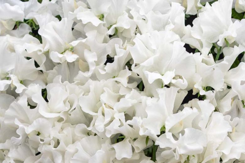 Lathyrus Odoratus 'White Frills',Sweet Pea 'White Frills', Fragrant Flowers, White Flowers,Annuals, Annual plant, Cut flowers, deer resistant flowers
