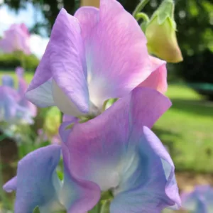 Lathyrus × hammettii 'Turquoise Lagoon',Sweet Pea 'Turquoise Lagoon', Sweet Pea 'Turquoise', Spencer Sweet Peas, Fragrant Flowers, Blue Flowers, Lavender Flowers, Annuals, Annual plant, Cut flowers, deer resistant flowers