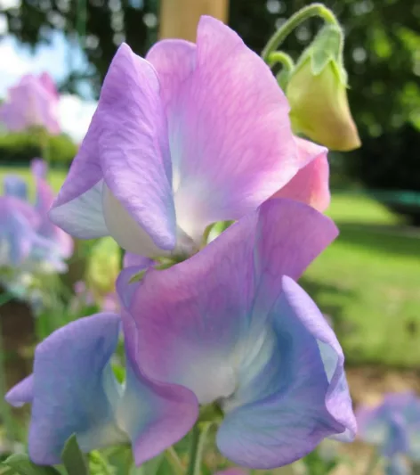 Lathyrus × hammettii 'Turquoise Lagoon',Sweet Pea 'Turquoise Lagoon', Sweet Pea 'Turquoise', Spencer Sweet Peas, Fragrant Flowers, Blue Flowers, Lavender Flowers, Annuals, Annual plant, Cut flowers, deer resistant flowers