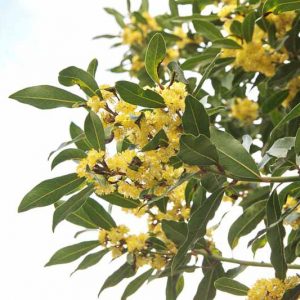 Laurus nobilis, Bay Tree, Bay Laurel, Bay, Poet's Laurel, Roman Laurel, Royal Bay, Sweet Bay, True Laurel, Victor's Laurel, Evergreen Tree