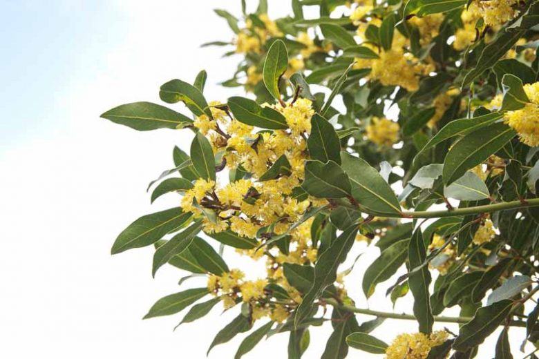 Laurus nobilis, Bay Tree, Bay Laurel, Bay, Poet's Laurel, Roman Laurel, Royal Bay, Sweet Bay, True Laurel, Victor's Laurel, Evergreen Tree