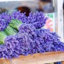 Lavender Flowers, Lavender Flower, English Lavender, Spanish lavender, French Lavender, Early Lavenders, Lavender Blooming Times, lavandula angustifolia, lavandula stoechas, lavandula x intermedia