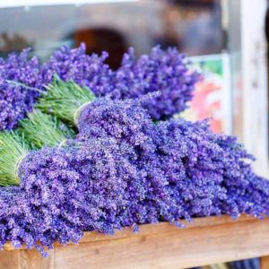 Lavender Flowers, Lavender Flower, English Lavender, Spanish lavender, French Lavender, Early Lavenders, Lavender Blooming Times, lavandula angustifolia, lavandula stoechas, lavandula x intermedia