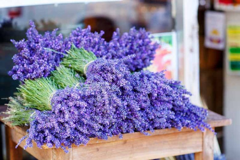 Lavender Flowers, Lavender Flower, English Lavender, Spanish lavender, French Lavender, Early Lavenders, Lavender Blooming Times, lavandula angustifolia, lavandula stoechas, lavandula x intermedia