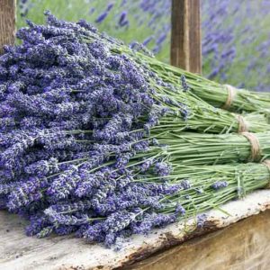 Lavender Flowers, Lavender Flower, English Lavender, Spanish lavender, French Lavender, Common lavender, True Lavender, lavandula angustifolia, lavandula stoechas, lavandula x intermedia