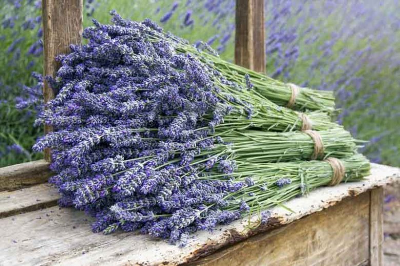 Lavender Flowers, Lavender Flower, English Lavender, Spanish lavender, French Lavender, Common lavender, True Lavender, lavandula angustifolia, lavandula stoechas, lavandula x intermedia