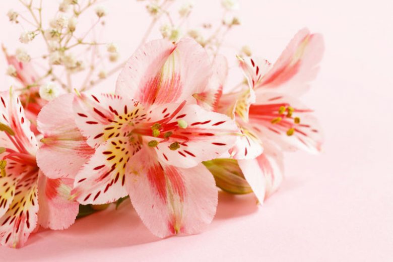 Alstroemeria, Peruvian Lily, Lily of the Inca, Parrot Lily
