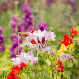 How to grow freesias, How to care for freesias