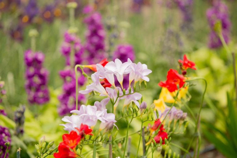 How to grow freesias, How to care for freesias