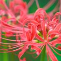 Lycoris radiata, Red Spider Lily, Golden Spider Lily, White Spider Lily, Spider Lily, Magic Lily, Surprise Lily, Lycoris aurea, Lycoris squamigera, Lycoris albiflora