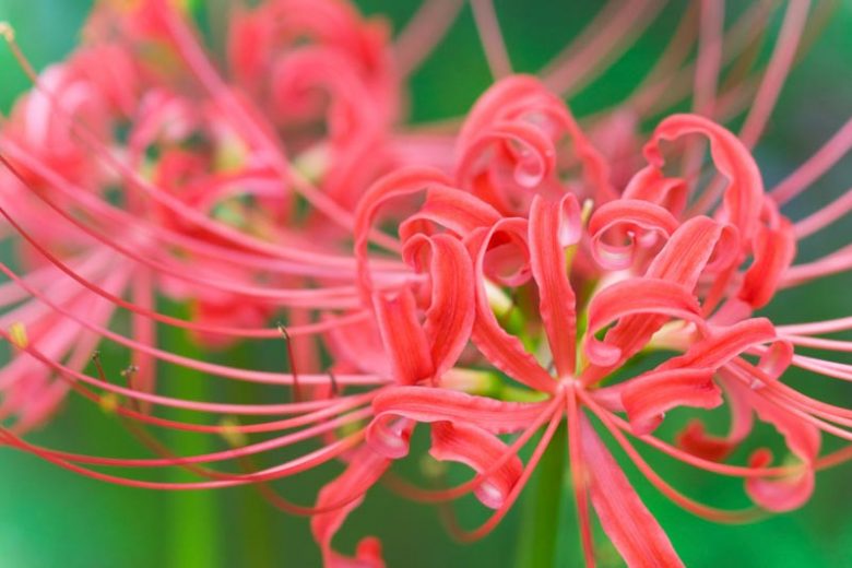 Lycoris radiata, Red Spider Lily, Golden Spider Lily, White Spider Lily, Spider Lily, Magic Lily, Surprise Lily, Lycoris aurea, Lycoris squamigera, Lycoris albiflora