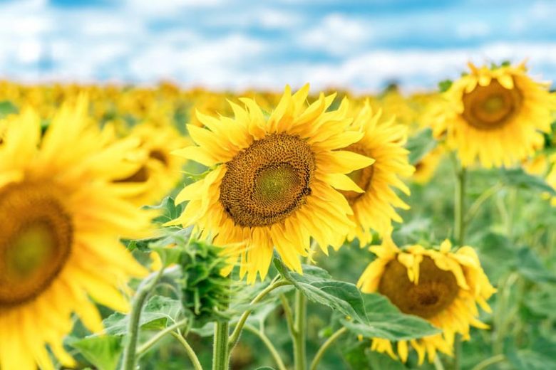 Annual Sunflowers, Perennial Sunflowers, Planting Sunflowers, Growing Sunflowers, Caring for Sunflowers