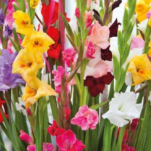 Gladiolus, Glads, Sword-Lilies, Gladiolus grandiflorus, Gladiolus nanus, Gladiolus callianthus murielae, Abyssinian Sword Lily, Gladiolus communis ssp Byzanthinus, Byzantine Gladiolus