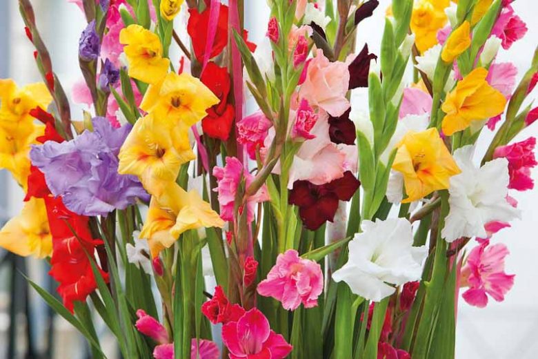 Gladiolus, Glads, Sword-Lilies, Gladiolus grandiflorus, Gladiolus nanus, Gladiolus callianthus murielae, Abyssinian Sword Lily, Gladiolus communis ssp Byzanthinus, Byzantine Gladiolus