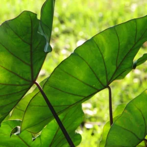 Alocasia, Colocasia, Taro, Imperial Taro, Planting Elephant Ears, Caring for Elephant Ears, Growing Elephant Ears, Elephant Ears Care