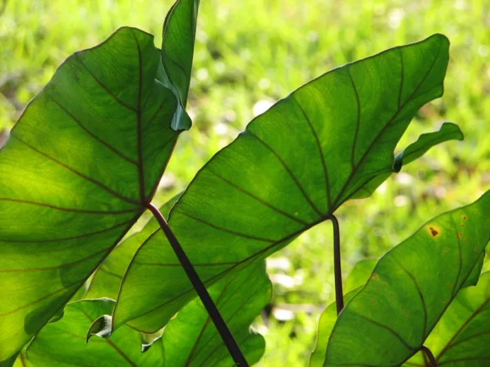 Alocasia, Colocasia, Taro, Imperial Taro, Planting Elephant Ears, Caring for Elephant Ears, Growing Elephant Ears, Elephant Ears Care