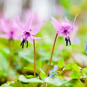 Dog's Tooth Violet, Trout Lily, Adder's Tongue, Fawn Lily, Erythronium, Erythronium dens canis, Erythronium californicum, erythronium revolutum, Spring flowers, Shade plants