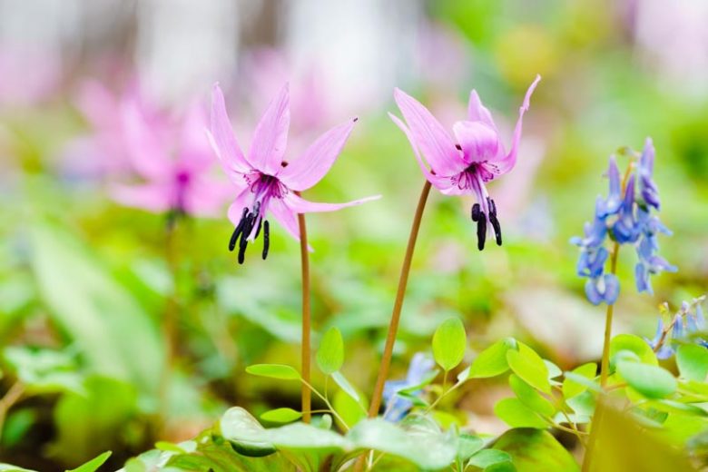 Dog's Tooth Violet, Trout Lily, Adder's Tongue, Fawn Lily, Erythronium, Erythronium dens canis, Erythronium californicum, erythronium revolutum, Spring flowers, Shade plants