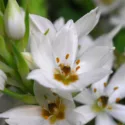 Ornithogalum, Star of Bethlehem, Orange Star Flower, Sun Star, Chinkerinchee, Geeltjienkerientjee, Snake Flower, Drooping Star of Bethlehem, ornithogalum nutans, ornithogalum arabicum, ornithogalum thyrsoides
